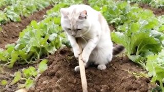 Si kucing berkebun & bercocok tanam