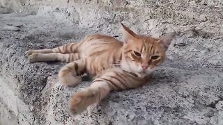 This cute cat does not want food. He just wants to sleep.