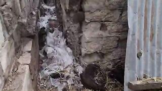 Unprotected One week old tiny kittens await the arrival of their mother, who goes in search of food