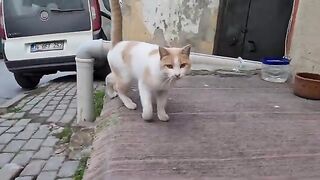 A Cute stray cat with white and yellow colors.