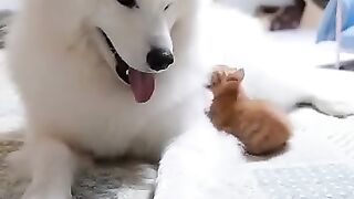 Cat and Dog Funny Videos.