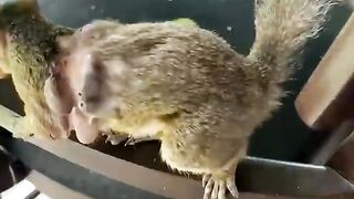 This family rescued a squirrel with larvae nesting all over its body and then _animalshorts