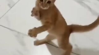 Karate Cat