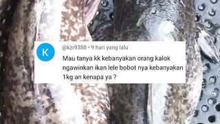 5 keunggulan INDUK LELE bobot 1kg dibanding dengan induk lele BESAR