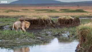 Lion Trapped by Clan of Hyenas.