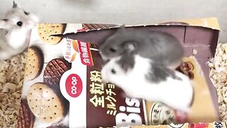 Hamsters use a candy box as a treadmill