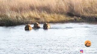 HIPPO ATTACKS 3 LIONS CROSSING THE RIVER