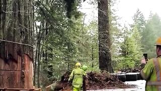 the process of felling trees hundreds of years old