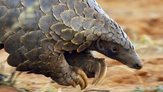 Pangolins and Aardvarks Search for Termites | 4K UHD | Seven Worlds One Planet