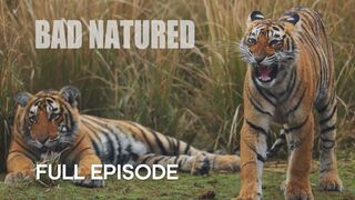 Shocking Young Tiger Cub’s First K*ll | Bad Natured