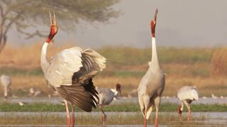 Paddy Fields Offer Sanctuary for Wild Birds | Ganges