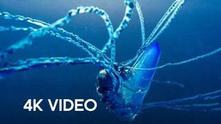 The Deadly Portuguese Man O' War | 4KUHD | Blue Planet