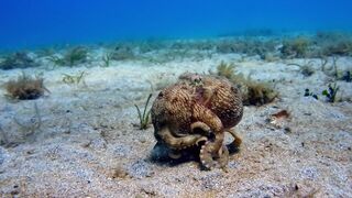 The Octopus with Nine Brains | Spy In The Ocean