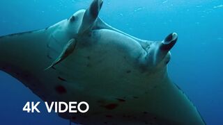 Manta Ray Gets a Spring Clean | 4KUHD | Japan: Earth's Enchanted Islands