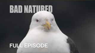 Gull Turns From Scavenger To Predator | Bad Natured