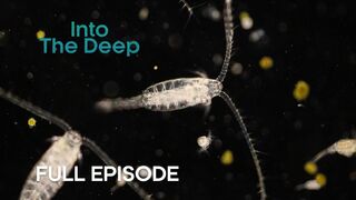 The Biggest Migration on the Planet | Into the Deep