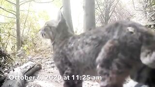 Bobcat Kills Rattlesnake While Fighting