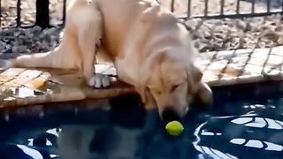 funny pets video2