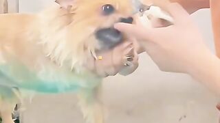 funny pets video 6