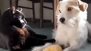 Cute cat and dog love each other ????❤️   Full Video Link in comment