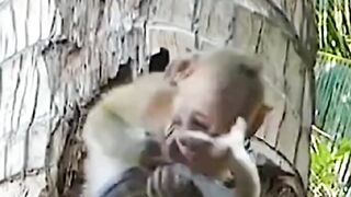 Monkey Vs cobra ???? |Entertainment video