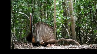 Swinhoe's pheasant and Great argus types of peahen .