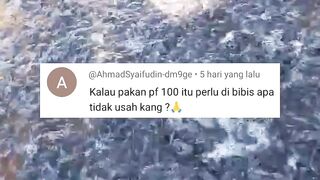 Pakan pelet apa saja yang bisa DIBIBIS dan yang tidak bisa DIBIBIS