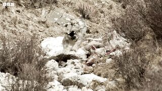 Chasing the Rare Snow Leopard | Behind the Scenes of Frozen Planet