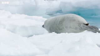 Adorable Seal Pup Starts to Explore | Frozen Planet