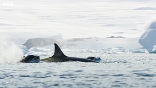 Incredible Orca Hunt | Frozen Planet