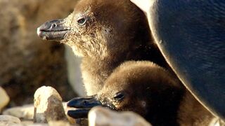 Rescuing Penguin Chicks In South Africa