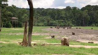 Protecting The Elephant Way Of Life | Natural World: Forest Elephants