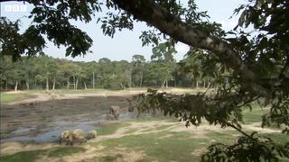 The Bull Elephant Playground | Natural World: Forest Elephants