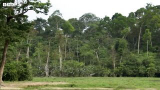 Lost Elephant Calf Cries Out For Mother | Natural World: Forest elephants