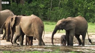 Elephant Family Reunion | Natural World: Forest Elephants