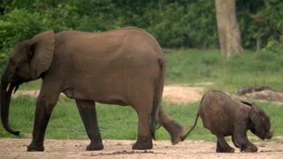 Disabled Baby Elephant Survives | Natural World Forest Elephants