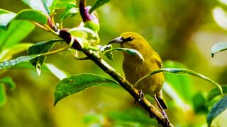 Saving Hawaii’s Birds from Avian Malaria