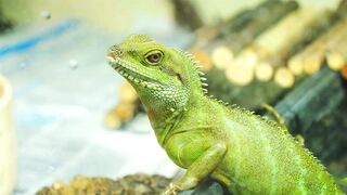 The Reality Behind Keeping Reptiles as Pets