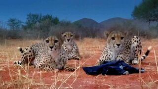 Three Playful Cheetahs, One Unlucky Cameraman ﻿|﻿ The Cheetah Family & Me