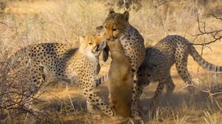 Cheetah Cubs Master Hunting ﻿|﻿ The Cheetah Family & Me