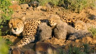 Hungry Cheetah Cubs Need To Eat﻿ |﻿ The Cheetah Family & Me