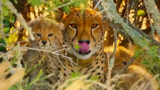 Cheetahs Enter Stealth Mode | ﻿ The Cheetah Family & Me