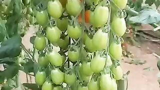 New technique for growing tomato plants #tomato_grafting #tomato #farming #viral #shorts