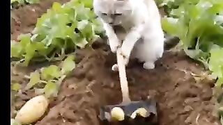 funny cat