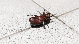 Beetles lying on their backs cannot get up because their nervous system is damaged.