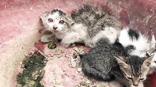 Rescue the ferocious cat, Feral Kitten And Earns His Love