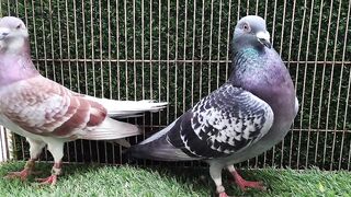 Pigeon