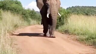 Happy Elephant