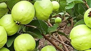 grow-guava-tree-fast-with-these-pro-tips