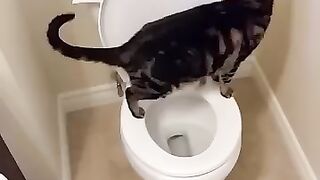 Cat using toilet and Flushes 1/2